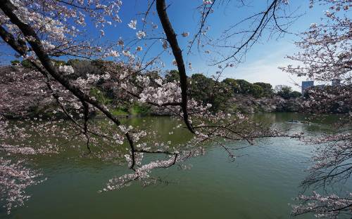 2019日本櫻花哪里好看 日本櫻花最好看的地方