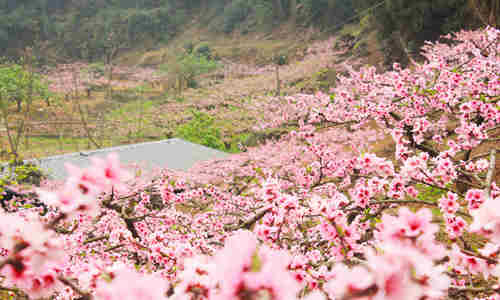 家門前可以種桃花樹嗎 家門前種桃花樹風(fēng)水好處