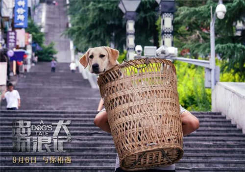 忠犬流浪記講了什么 忠犬流浪記好看嗎