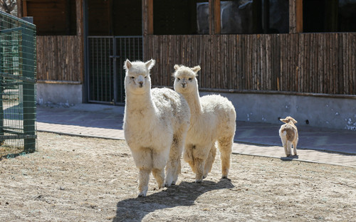 哈爾濱動(dòng)物園門(mén)票價(jià)格及開(kāi)放時(shí)間介紹