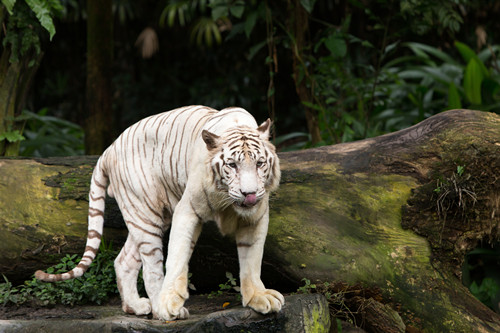 北京野生動(dòng)物園門票 北京野生動(dòng)物園攻略