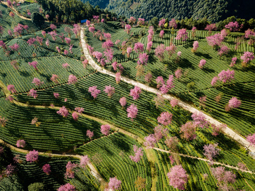 無(wú)量山櫻花谷最佳游玩時(shí)間 無(wú)量山櫻花谷介紹