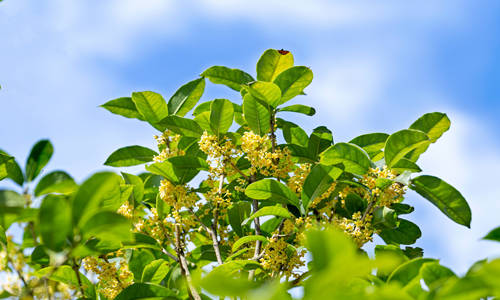 桂花樹有哪些風水作用 桂花樹擺放風水