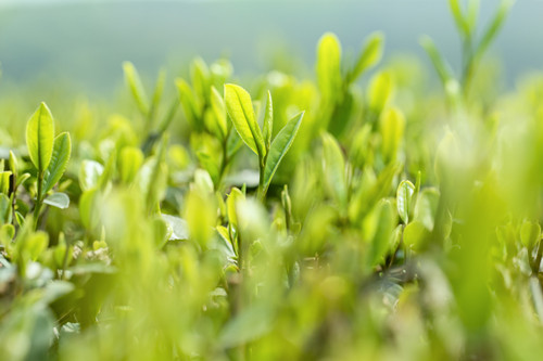 從化一日游去哪里好 從化一日游必去六大景點(diǎn)