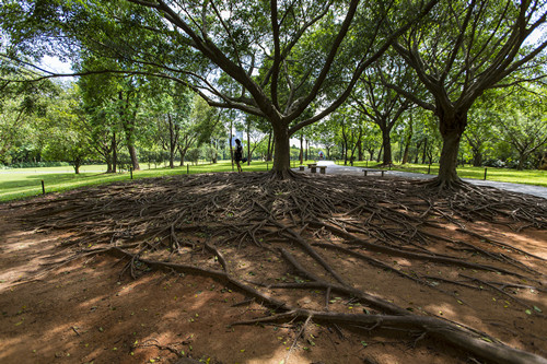 深圳值得一去的公園有哪些 這幾個必去