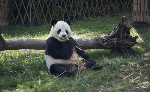 深圳動物園門票價格、開放時間相關(guān)介紹