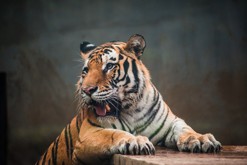 深圳動(dòng)物園在哪 深圳動(dòng)物園門票價(jià)格