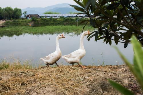 2019深圳農(nóng)家樂哪里好玩 5個農(nóng)家樂最佳選擇