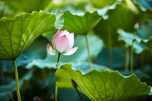 洪湖公園門票多少錢 洪湖公園門票價(jià)格