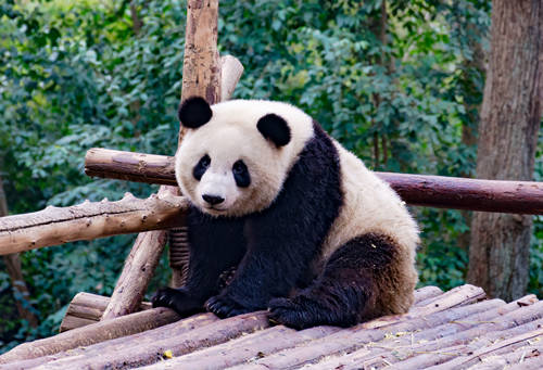 深圳野生動物園在哪里、怎么去 地址及交通