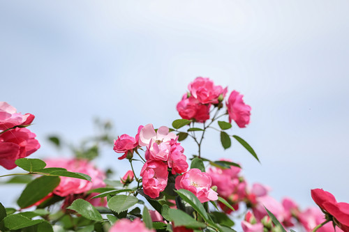 2021年5月深圳哪里有月季花(附月季花觀賞地點(diǎn))