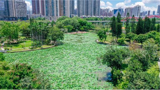 2021深圳洪湖公園荷花展6月中旬開幕