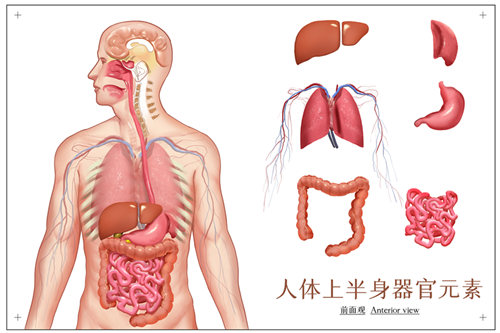 人體內(nèi)器官分布圖及解說(shuō)