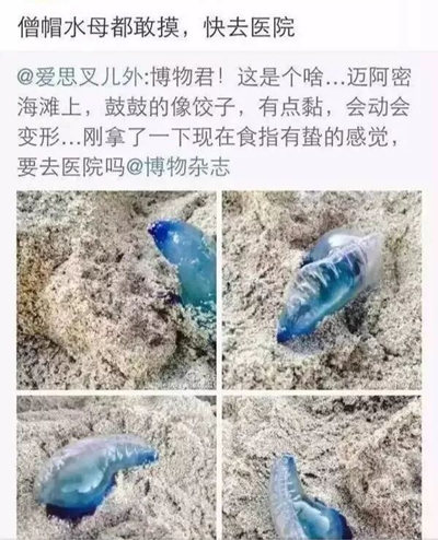 沙灘上的僧帽水母有劇毒