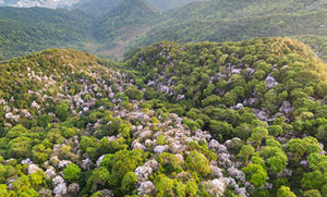 深圳梧桐山現(xiàn)在開(kāi)放了嗎 梧桐山開(kāi)放時(shí)間