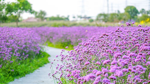 深圳五月有哪些公園能賞花 賞花打卡點推薦