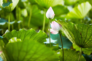 深圳洪湖公園停車(chē)場(chǎng)需要網(wǎng)上預(yù)約嗎