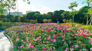 深圳香蜜公園七夕節(jié)有活動(dòng)嗎 游園賞花好去處