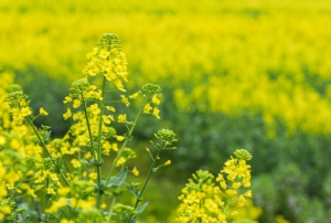 深圳光明油菜花在哪個地方