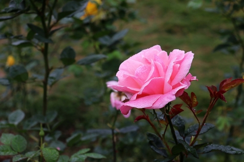 深圳月季花展時(shí)間表