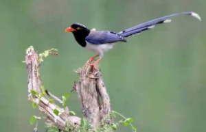 藍(lán)桉已遇釋槐鳥梗的意思介紹