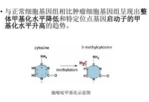 啃甲DNA是什么梗 啃甲DNA意思介紹