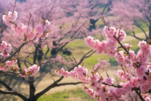 深圳蓮花山公園春季有什么花